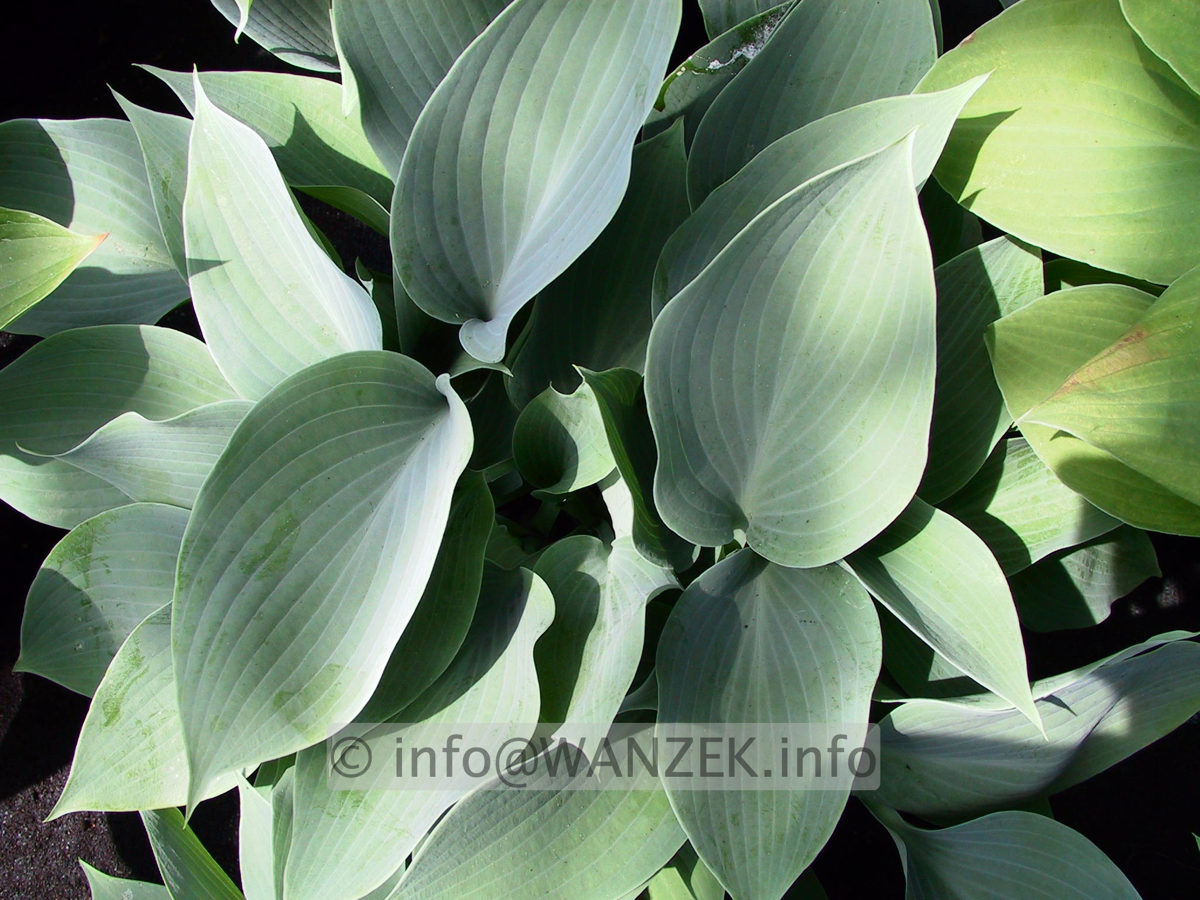 Hosta nakaiana Blue Boy 02.jpg